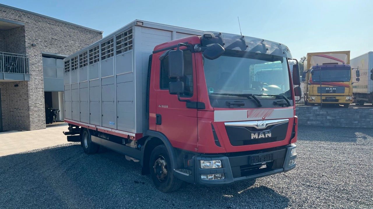 MAN TGL 10.220 Viehtransporter Rampe Trennwände - Paardenvrachtwagen: afbeelding 3 MAN TGL 10.220 Viehtransporter Rampe Trennwände - Paardenvrachtwagen: afbeelding 3