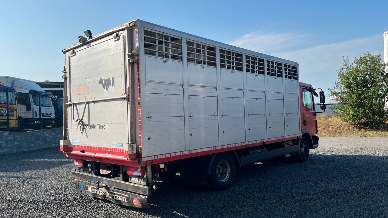 MAN TGL 10.220 Viehtransporter Rampe Trennwände - Paardenvrachtwagen: afbeelding 4 MAN TGL 10.220 Viehtransporter Rampe Trennwände - Paardenvrachtwagen: afbeelding 4