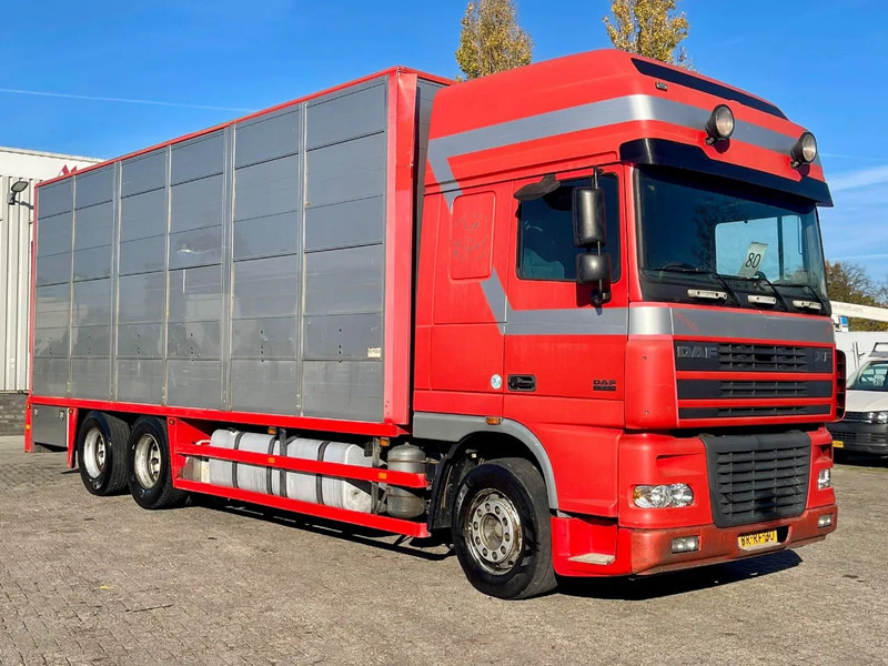 DAF XF 95.430 BERDEX 3 decks. Water, fans, Scales! Excellent condition. - Veewagen vrachtwagen: afbeelding 5 DAF XF 95.430 BERDEX 3 decks. Water, fans, Scales! Excellent condition. - Veewagen vrachtwagen: afbeelding 5