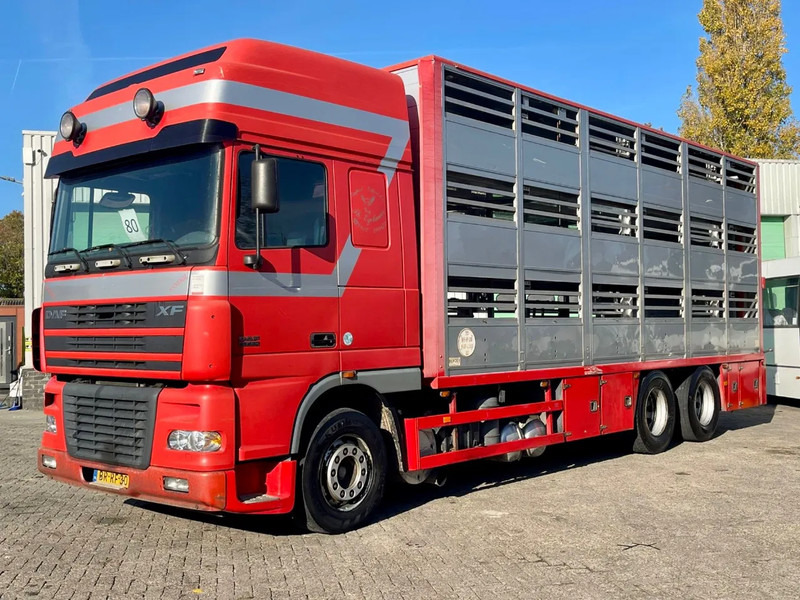 DAF XF 95.430 BERDEX 3 decks. Water, fans, Scales! Excellent condition. - Veewagen vrachtwagen: afbeelding 2 DAF XF 95.430 BERDEX 3 decks. Water, fans, Scales! Excellent condition. - Veewagen vrachtwagen: afbeelding 2