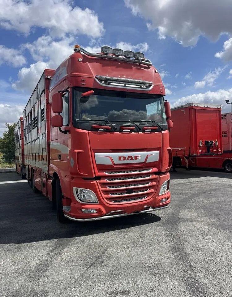 DAF XF 460 + Przyczepa Pezzaoli - 3X Trzoda, 2 X Bydło I 3 poziomy I Podnoszony dach I Hydroburta I Osie Skrętne I Poidła I Wentylatory I Pilot Manualny | Euro5 - Veewagen vrachtwagen: afbeelding 1 DAF XF 460 + Przyczepa Pezzaoli - 3X Trzoda, 2 X Bydło I 3 poziomy I Podnoszony dach I Hydroburta I Osie Skrętne I Poidła I Wentylatory I Pilot Manualny | Euro5 - Veewagen vrachtwagen: afbeelding 1