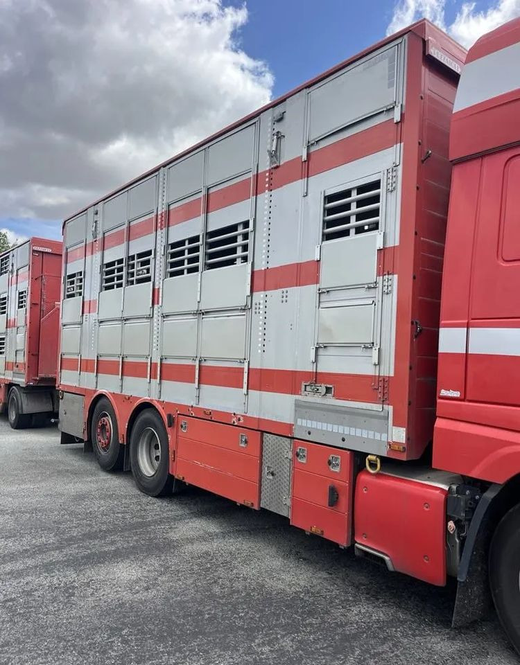 DAF XF 460 + Przyczepa Pezzaoli - 3X Trzoda, 2 X Bydło I 3 poziomy I Podnoszony dach I Hydroburta I Osie Skrętne I Poidła I Wentylatory I Pilot Manualny | Euro5 - Veewagen vrachtwagen: afbeelding 5 DAF XF 460 + Przyczepa Pezzaoli - 3X Trzoda, 2 X Bydło I 3 poziomy I Podnoszony dach I Hydroburta I Osie Skrętne I Poidła I Wentylatory I Pilot Manualny | Euro5 - Veewagen vrachtwagen: afbeelding 5