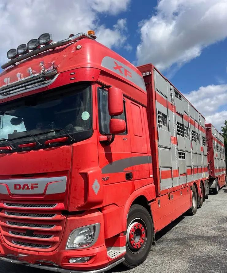 DAF XF 530 + Przyczepa Pezzaoli - 3X Trzoda, 2 X Bydło I 3 poziomy I Podnoszony dach I Hydroburta I Osie Skrętne I Poidła I Wentylatory I Pilot Manualny | - Veewagen vrachtwagen: afbeelding 1 DAF XF 530 + Przyczepa Pezzaoli - 3X Trzoda, 2 X Bydło I 3 poziomy I Podnoszony dach I Hydroburta I Osie Skrętne I Poidła I Wentylatory I Pilot Manualny | - Veewagen vrachtwagen: afbeelding 1
