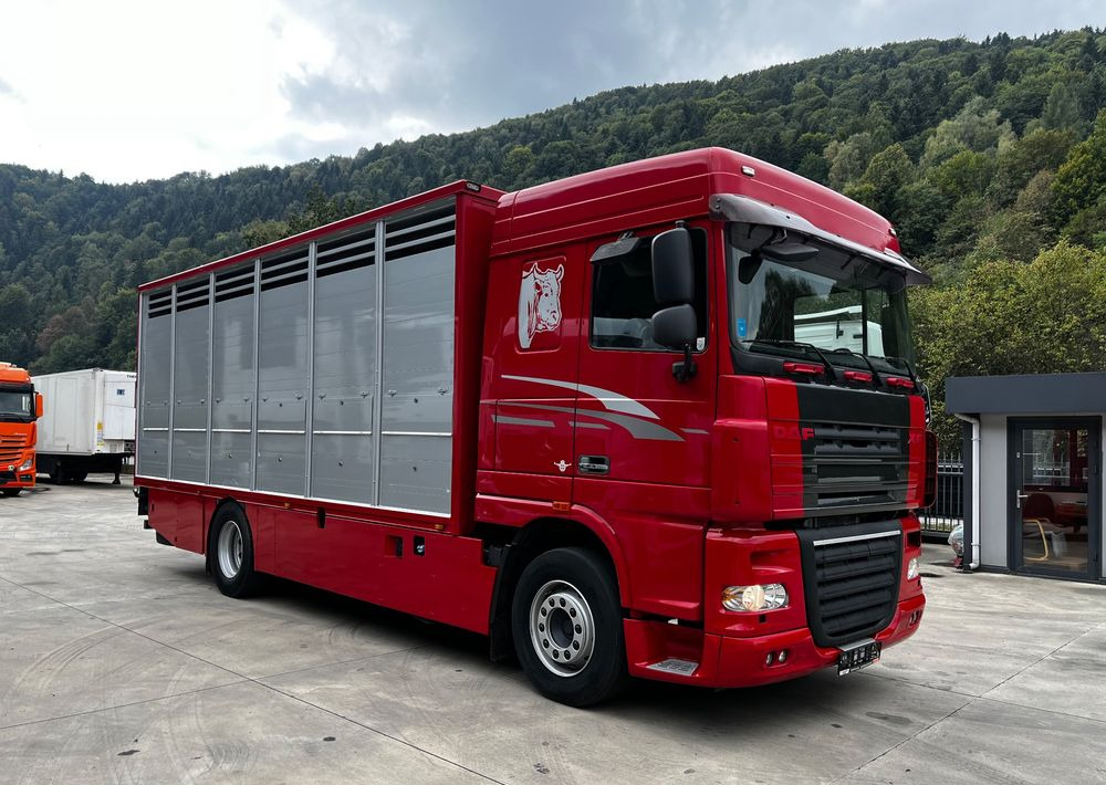 DAF XF 105.460 Euro 5 // Manual // Retarder // Do Żywca / Bydła / Zwierząt / - Veewagen vrachtwagen: afbeelding 2 DAF XF 105.460 Euro 5 // Manual // Retarder // Do Żywca / Bydła / Zwierząt / - Veewagen vrachtwagen: afbeelding 2
