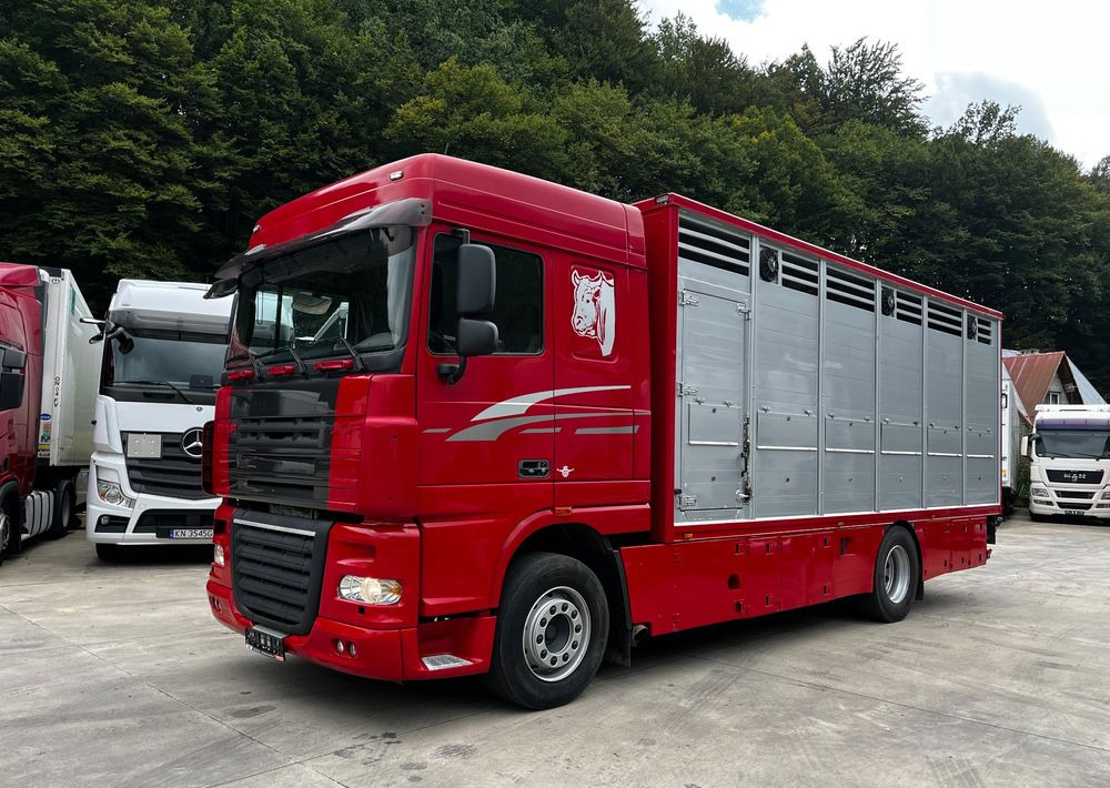 DAF XF 105.460 Euro 5 // Manual // Retarder // Do Żywca / Bydła / Zwierząt / - Veewagen vrachtwagen: afbeelding 1 DAF XF 105.460 Euro 5 // Manual // Retarder // Do Żywca / Bydła / Zwierząt / - Veewagen vrachtwagen: afbeelding 1