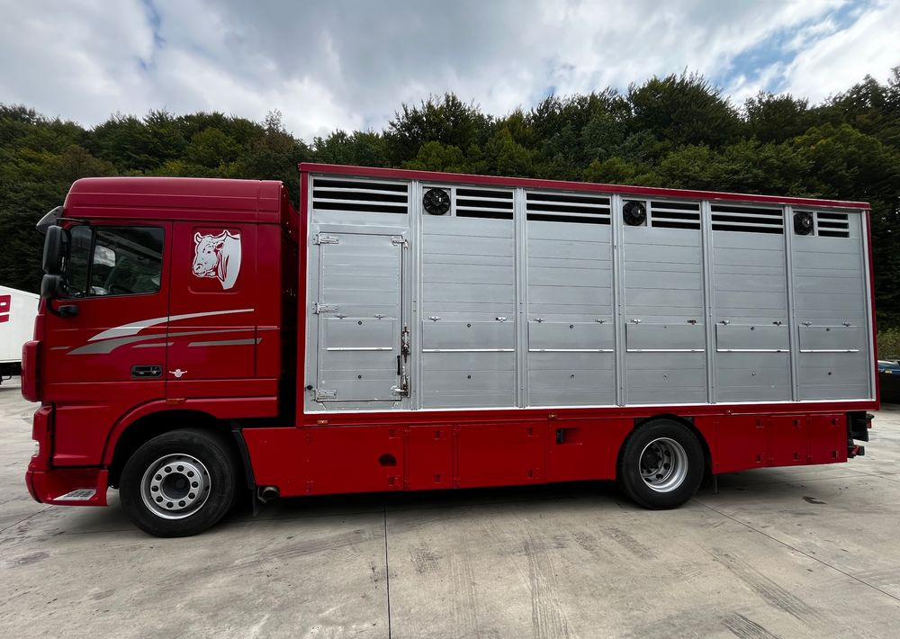 DAF XF 105.460 Euro 5 // Manual // Retarder // Do Żywca / Bydła / Zwierząt / - Veewagen vrachtwagen: afbeelding 5 DAF XF 105.460 Euro 5 // Manual // Retarder // Do Żywca / Bydła / Zwierząt / - Veewagen vrachtwagen: afbeelding 5
