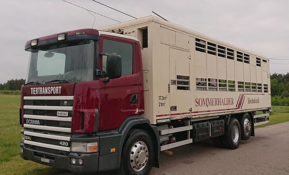 Scania 124 420 Do żywca - Veewagen vrachtwagen: afbeelding 1 Scania 124 420 Do żywca - Veewagen vrachtwagen: afbeelding 1