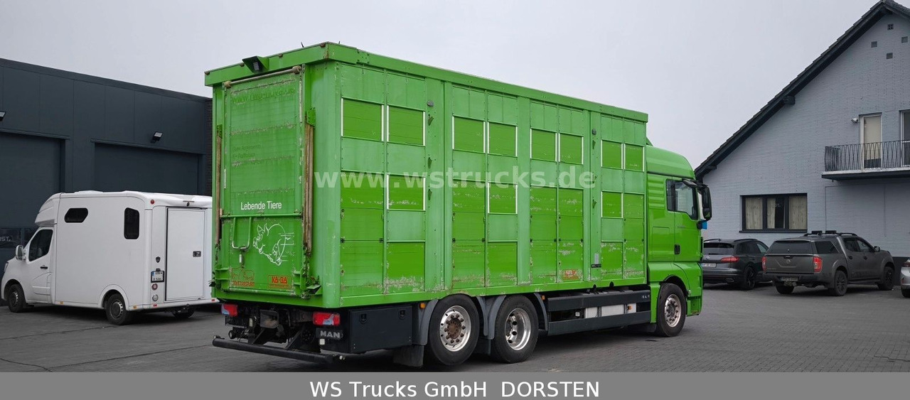 Paardenvrachtwagen MAN TGX 26.480 XL KABA   3 Stock Viehtransporter: afbeelding 8