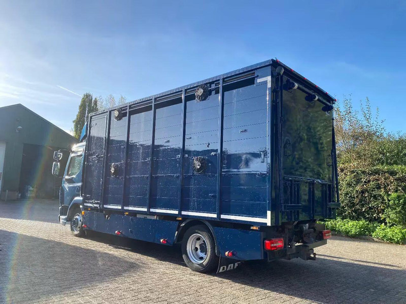 DAF LF 280 - Veewagen vrachtwagen: afbeelding 4 DAF LF 280 - Veewagen vrachtwagen: afbeelding 4